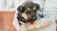 Should You Install a Pet Door Before Getting a New Puppy?