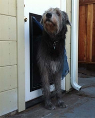 The Biggest Mistake Pet Owners Make When Buying a Pet Door