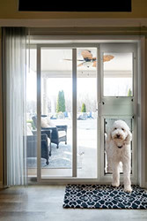 Why Your Pet Door Placement Matters More Than You Think