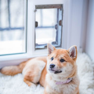 Window Dog Doors - You Have Questions, We Have Solutions! (Dog Doors for any model window)