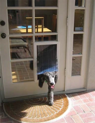 Top 5 Best Pet Doors