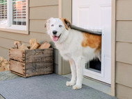 How to Train Your Dog to Use a Pet Door