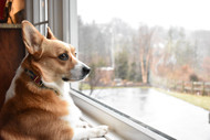How Pet Doors Can Help Reduce Separation Anxiety in Dogs