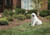 PBC00-11216 PetSafe Outdoor Bark Deterrent Birdhouse