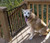 The Stairway Special Dog Gate SS-30