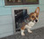 MaxSeal Wall Mount Pet Door