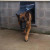 MaxSeal Wall Mount Pet Door