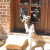 Custom MaxSeal French Door Pet Door