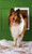 Petsafe Extreme Weather