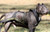 Nylon Pull K9 Harness