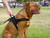 Nylon Adjustable K9 Vest