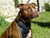 Leather K9 Harness - Large/Medium Breeds