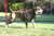 Leather K9 Harness - Large/Medium Breeds