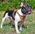 Decorated Leather K9 Harness for Puppies & Small Breeds