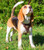 Decorated Leather K9 Harness for Puppies & Small Breeds
