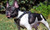 Decorated Leather K9 Harness for Puppies & Small Breeds