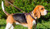 Decorated Leather K9 Harness for Puppies & Small Breeds