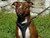 Premium Leather Dog Harness