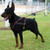 Haul & Pull Leather Dog Harness