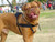 Haul & Pull Leather Dog Harness