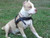 Haul & Pull Leather Dog Harness