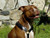 Top Dog Leather Dog Harness