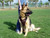 Reinforced Padded Leather K9 Harness