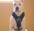 Reinforced Padded Leather K9 Harness