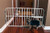 Mini Tuffy Expandable Pet Gate with Pet Door