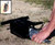 DT Systems BL 509 (Quail-Pigeon) Remote Launcher