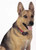Extra Deluxe Receiver Collar Ultra Light (PUL-275)