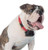 Extra Receiver Stubborn Dog Extra Collar (PRF-275-19)
