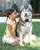 PetSafe Stubborn Dog In-Ground Fence System (PIG00-10777)