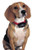PetSafe Premium Bark Collar PBC-102