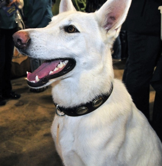 D&T Retro Rulz Collar