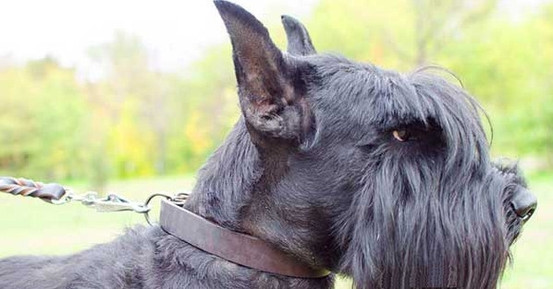 Extra Wide Leather K9 Collar