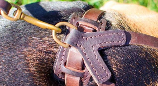 Leather K9 Harness for Puppies & Small Breeds
