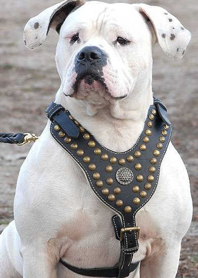 Studded Reinforced Padded Leather K9 Harness