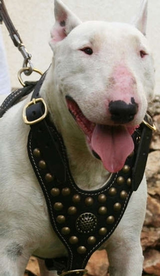 Studded Reinforced Padded Leather K9 Harness