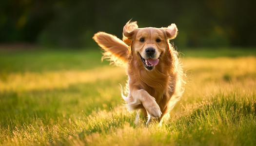 How a Pet Door Can Help Keep Your Dog Active Every Day