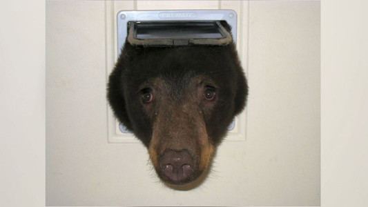 The Problem With “One-Size-Fits-All” Pet Doors