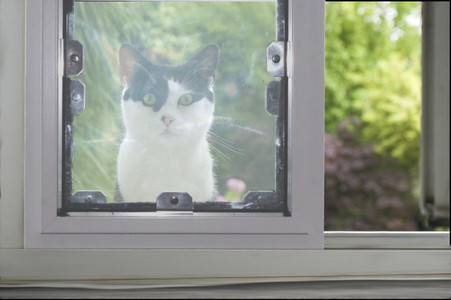 Cat Doors for Windows, Doors and Walls Cat Doors for Windows, Doors and Walls
