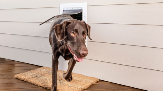 5 Questions to Ask Before Buying a Pet Door