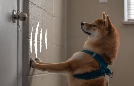 How a Pet Door Can Help Protect Your Floors and Doors
