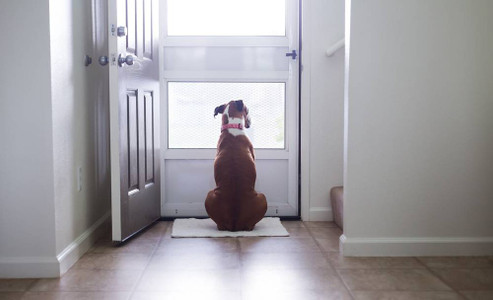 How Pet Doors Help Busy Pet Owners Save Time Every Day