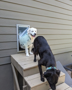 Single Flap vs Double Flap Pet Doors: Which Is Better?
