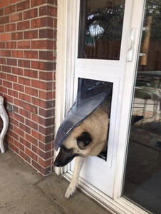 Sliding Glass Pet Doors: The Perfect Solution for Renters and Patios