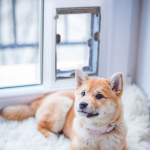 Window Dog Doors - You Have Questions, We Have Solutions! (Dog Doors for any model window) Window Dog Doors - You Have Questions, We Have Solutions! (Dog Doors for any model window)