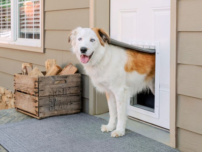 How to Train Your Dog to Use a Pet Door