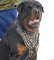 Studded Reinforced Padded Leather K9 Harness Studded Reinforced Padded Leather K9 Harness